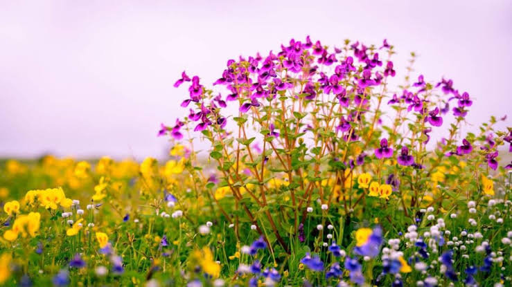 Seasonal wildflowers of Kaas Pathar