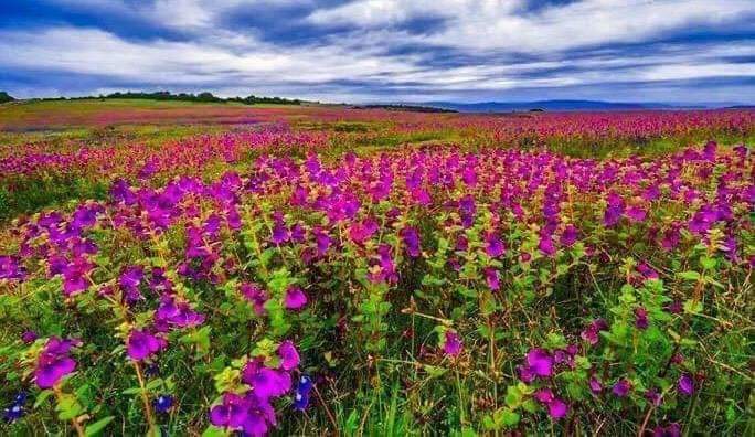 Purple wildflowers across Kaas Plateau Valley of Flowers